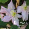 Clematis montana var. rubens 'Pink Perfection' (M)