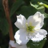 Clematis montana grandiflora