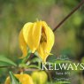 Clematis orientalis 'Bill MacKenzie'