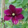 Clematis ROSEMOOR ('Evipo002' PBR) (EL)