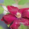 Clematis Rouge Cardinal