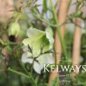 Clematis 'Early Sensation' (Fo/f)