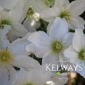Clematis Avalanche