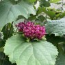 Clerodendrum bungei