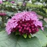 Clerodendrum bungei