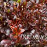 Coprosma repens 'Tequila Sunrise'