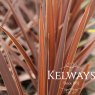 Cordyline 'Torbay Red'