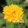 Coreopsis grandiflora 'Early Sunrise'