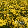 Coreopsis verticillata 'Zagreb'