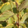 Cornus Gouchaultii