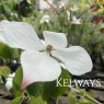 Cornus kousa 'Kreuzdame'