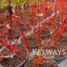 Cornus sanguinea 'Midwinter Fire'