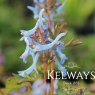 Corydalis flexuosa 'China Blue'