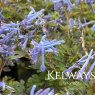 Corydalis flexuosa 'Purple Leaf'