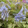 Corydalis flexuosa 'Purple Leaf'