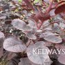 Cotinus coggygria 'Royal Purple'