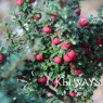 Cotoneaster microphyllus