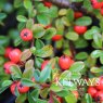 Cotoneaster Coral Beauty