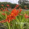 Crocosmia 'Emberglow'