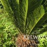 Cycas revoluta