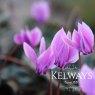 Cyclamen hederifolium