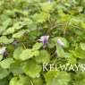 Cymbalaria muralis