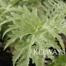 Cynara cardunculus (Cardoon)