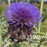 Cynara cardunculus