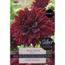 Dahlia Black Touch (2 tubers)