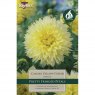 Dahlia Canary Fubuki (1 tuber)