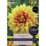 Dahlia Dazzling Sun (2 tubers)