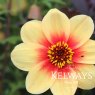 Dahlia 'Moonfire'