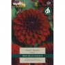 Dahlia Night Queen (1 tuber)