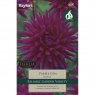 Dahlia Purple Gem (1 tuber)