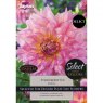 Dahlia Strawberry Ice (2 tubers)