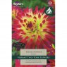 Dahlia Tahiti Sunrise (1 tuber)