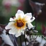 Dahlia 'Twyning's After Eight'