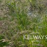 Deschampsia cespitosa