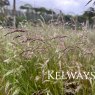 Deschampsia flexuosa (2 litre pot)