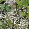 Deutzia setchuensis var. corymbiflora