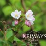 Deutzia x elegantissima 'Fasciculata'