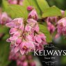 Deutzia x hybrida 'Magicien' Lemoine