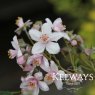 Deutzia x hybrida 'Mont Rose'