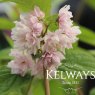 Deutzia 'Rosea Plena' (d)