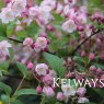 Deutzia x rosea 'Carminea'