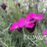 Dianthus carthusianorum