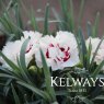 Dianthus COCONUT SUNDAE ('Wp 05 Yves' PBR) (Scent First Series) (p)