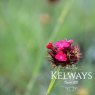 Dianthus cruentus