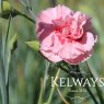 Dianthus (Allwoodii Group) 'Doris' pre-1954 (p)