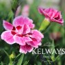 Dianthus 'Esta Improved'